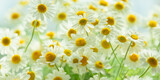 Field of daisy flowers. Beautiful chamomile flowers in meadow. Spring or summer nature scene with blooming daisy.