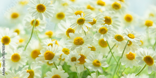 Field of daisy flowers. Beautiful chamomile flowers in meadow. Spring or summer nature scene with blooming daisy. © prime1001