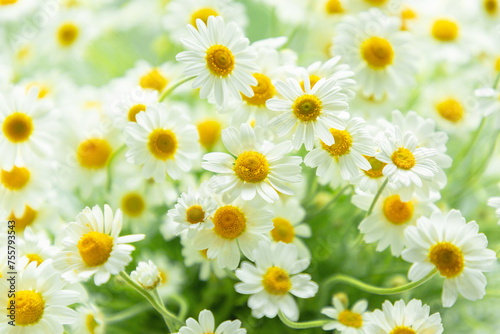 Field of daisy flowers. Beautiful chamomile flowers in meadow. Spring or summer nature scene with blooming daisy. © prime1001