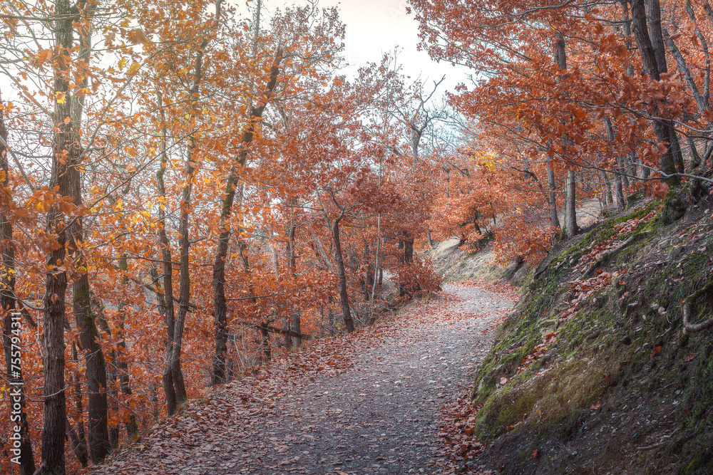 Fototapeta premium wandweg in einem mystischen wald mit bäumen und blättern im Herbst 