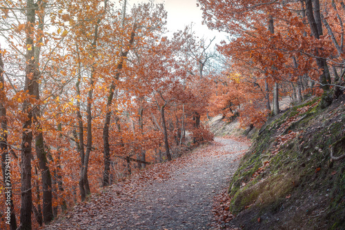 wandweg in einem mystischen wald mit bäumen und blättern im Herbst 