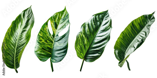 Natural of Tropical green leaves of leaf isolated on background, varies different of plant botanical.