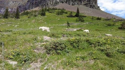 A mountain goat walks with its offspring at the base of a hill in Glacier National Park, near Hidden Lake, at Logan Pass. photo
