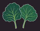 Two large kale leaves on a white background