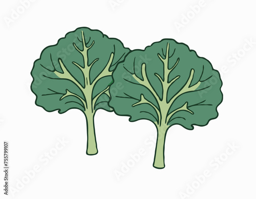 Two large kale leaves on a white background