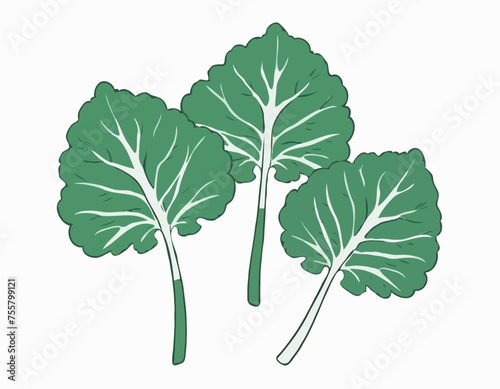 Two large kale leaves on a white background