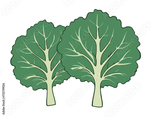 Two large kale leaves on a white background
