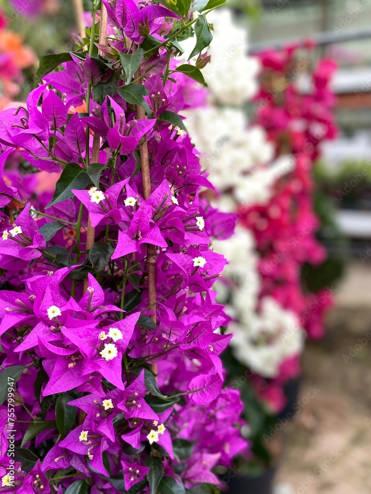 Fototapeta premium Pink-violet bougainvillea flowers.