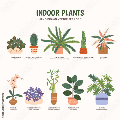 Collection of plants for indoor spaces. Tropical plants, succulents and cactus. English and scientific names below the plant drawing. Set 1 of 5. Colorful vector illustration.