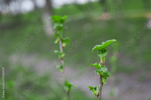 currant buds
