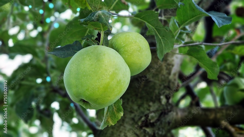 Close-up of organic green apples growing on apple tree, in orchard.