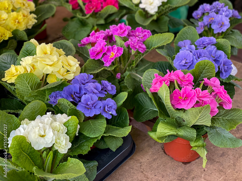 Beautiful blooming colorful pink, blue, purple and white Primula vulgaris, the common primrose spring flowers in flower pots in flower shop market close up