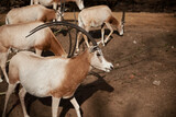 Herd of Goats Standing on Dirt Field. Barbary sheep in Wroclaw zoo