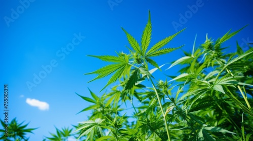 Cannabis leaves against a blue sky