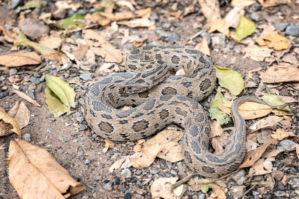 Snake with Hematotoxin venom dangerous to the blood system. Siamese Russell's Viper (Daboia siamensis) Camouflaged on the ground with a pile of dry leaves in its habitat the natural of Thailand.