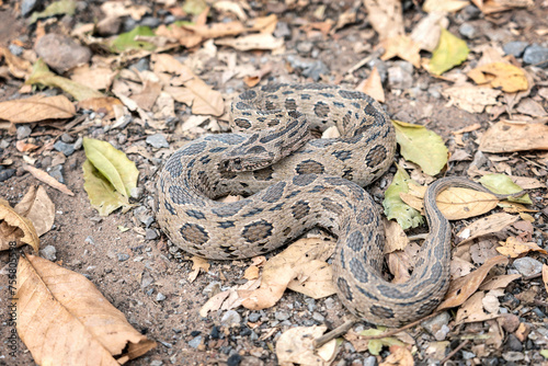 Snake with Hematotoxin venom dangerous to the blood system. Siamese Russell's Viper (Daboia siamensis) Camouflaged on the ground with a pile of dry leaves in its habitat the natural of Thailand.