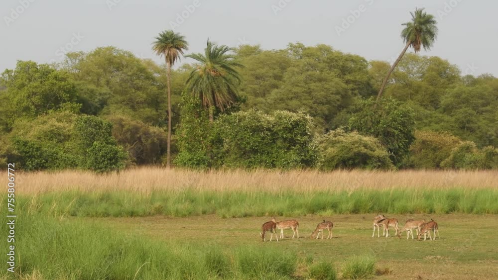 wide shot of Spotted deer or Chital family or cheetal axis axis herd grazing grass in natural scenic grassland landscape backround of ranthambore national park forest tiger reserve rajasthan India wide shot of Spotted deer or Chital family or cheetal axis axis herd grazing grass in natural scenic grassland landscape backround of ranthambore national park forest tiger reserve rajasthan India