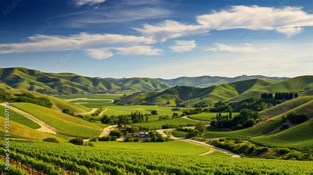 A panoramic view of rolling hills covered in vineyards A panoramic view of rolling hills covered in vineyards