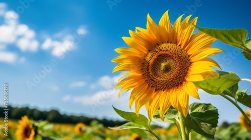 A sunflower reaching for the sky in a field