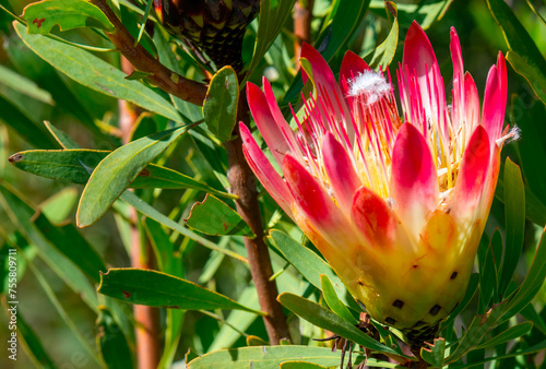 Sugarbush flower (Proeta repens) on the southern slopes of the Kammanassie mountains near Daskop, Western Cape. photo