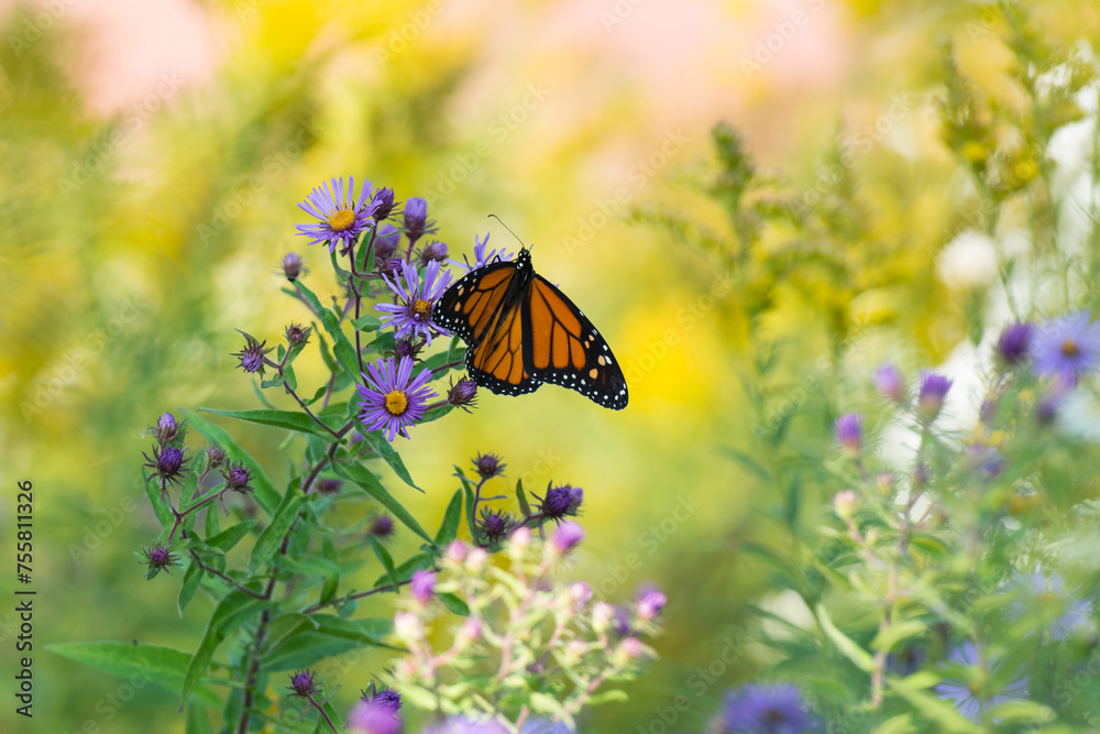 Motyl monarcha siedzący na kwiatach - obrazy, fototapety, plakaty 