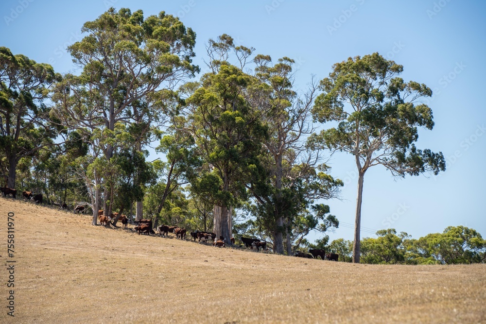 dry hot farming landscape in australia. drought on a farm with bare soil dry hot farming landscape in australia. drought on a farm with bare soil