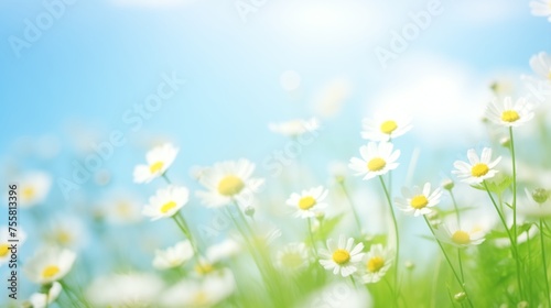 field of daisies bokeh background with sunlight and blue sky