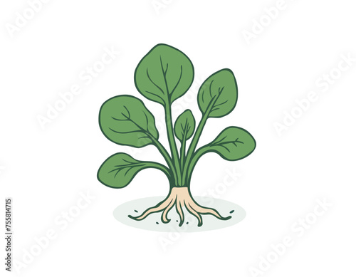 Illustration of spinach with root against white background