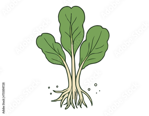 Illustration of spinach with root against white background