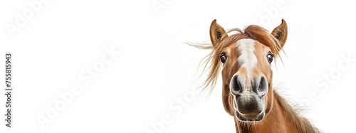 Surprised horse portrait on a white background.