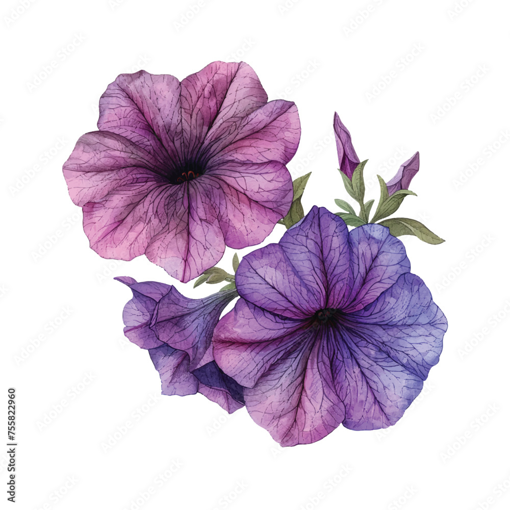 beautiful petunia flower vector illustration in watercolour style