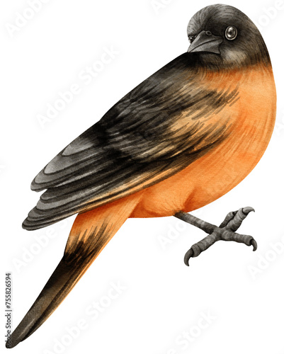 Φωτογραφία Baltimore oriole Bird watercolor illustration