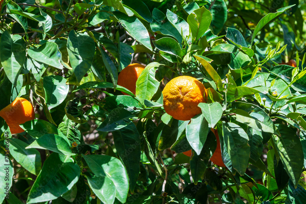 Fresh oranges hanging on a tree on a sunny spring day. Fresh organic food