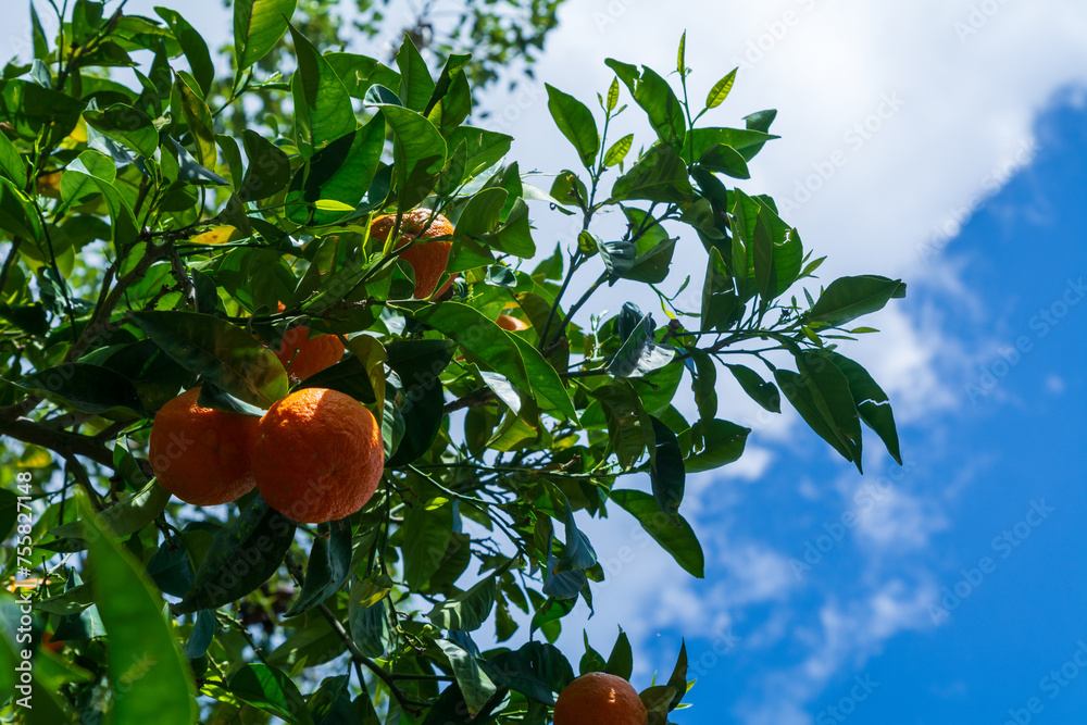 Fresh oranges hanging on a tree on a sunny spring day. Fresh organic food
