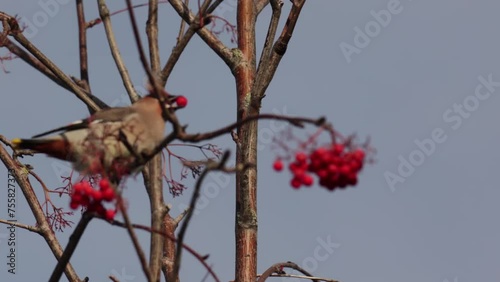 Waxwings eat rowan berries, close-up