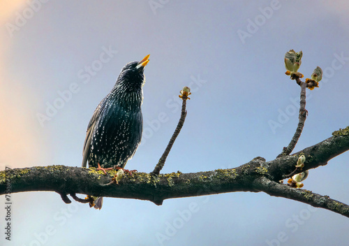 A Common starling sits on the branch and sings its spring song on a sunny spring day. Close-up portrait of a European starling with a sky-blue background.	 photo