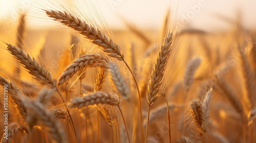 The golden hues of a field of barley