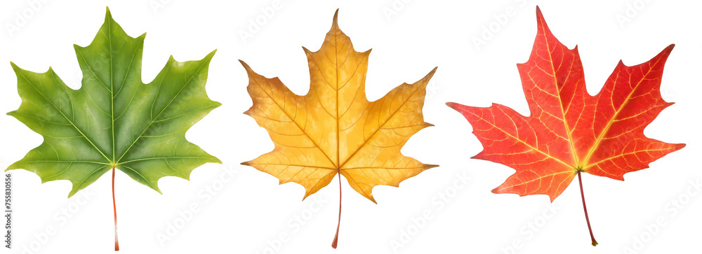 Set of yellow green red maple leaves isolated on white background - obrazy, fototapety, plakaty 