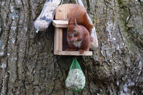 Eichhörnchen frisst Nüsse am Futterhaus