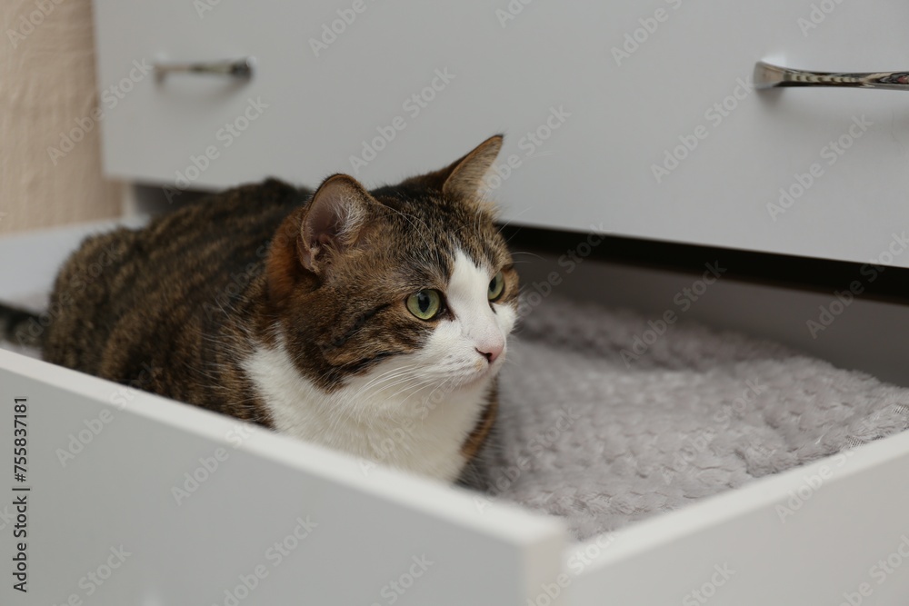 Cute cat in drawer at home. Lovely pet