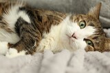 Cute pet. Cat with green eyes lying on soft blanket at home