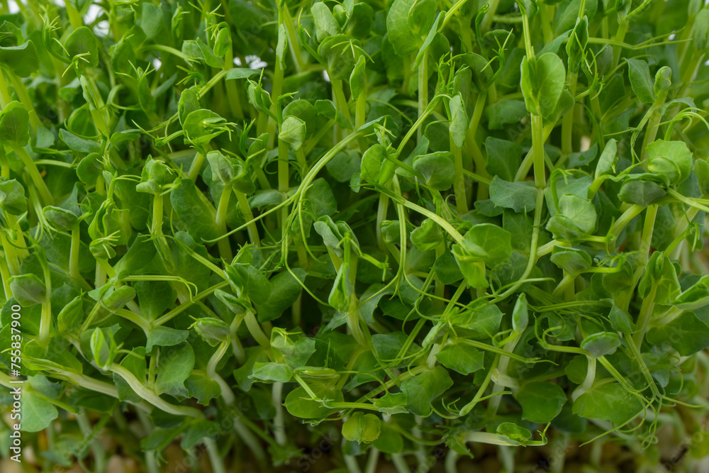 Pea sprouts isolated on a white background. Pea sprouts isolated on a white background.