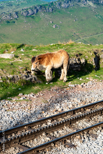 Wild pony walking near cog railway at La Rhune mountain. French Basque Country. France. Beautiful landscapes, wild horses and rack railroad attracting tourists to the area.