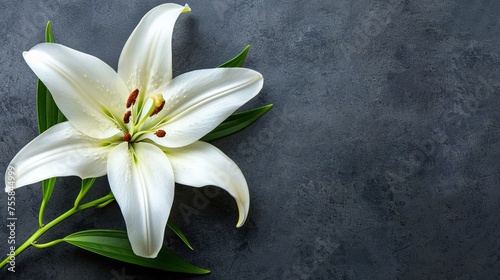 Funeral lily on dark background with generous space available for text insertion