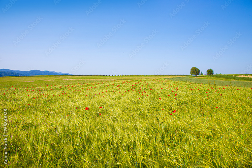 Kornfeld_0689 Kornfeld_0689