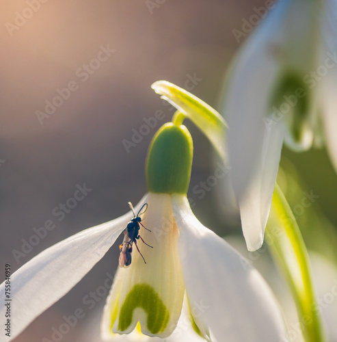 Blossom loddon lilly flower, leucojum aestivum with cherry gall wasp, cynips quercusfolii animal