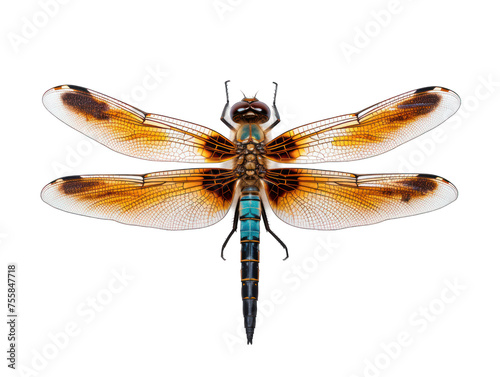 Dragonfly isolated on transparent background, transparency image, removed background © transparentfritz
