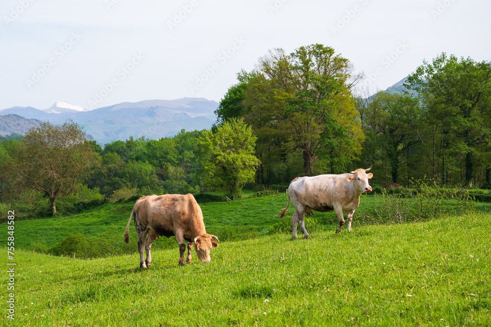 French Basque Country. Two cows grazing at pasture. Pyrenees mountains with snowed peak at background. Organic agriculture and environment issues in France.