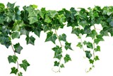 Lush Ivy Jungle Border. Bush Grape Plant, Cayratia Trifolia Climber Vine with Foliage and Leaves in Nature Frame, Isolated on White with Clipping Path