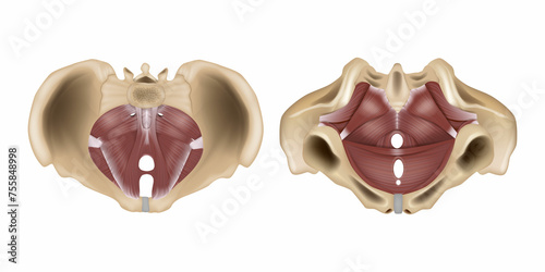 Anatomy of the pelvic floor or pelvic diaphragm. Muscles of the pelvic floor.